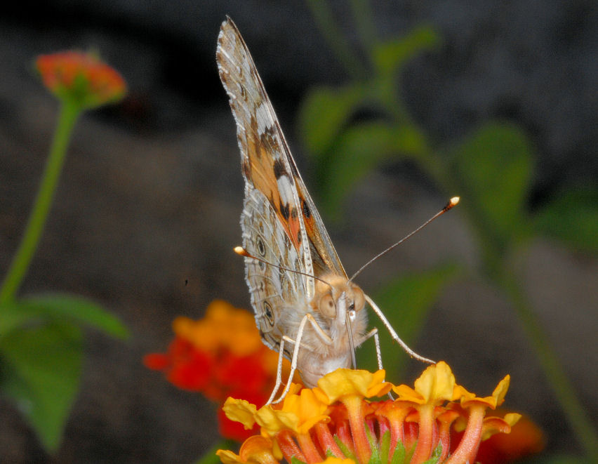 Vanessa cardui sulle lantane